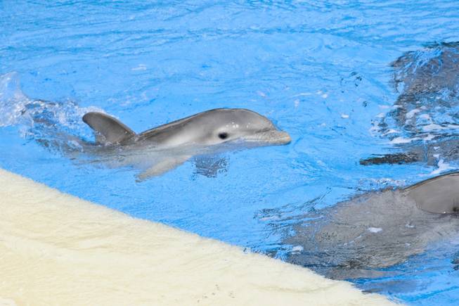 The newest addition to The Mirage's family of bottlenose dolphins, a 3 and a half week old male calf, swims with his mother "Huf n Puf" at Siegfried & Roy's Secret Garden and Dolphin Habitat Tuesday, September 13, 2011.